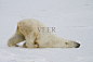 北极熊的幻灯片照片摄影图片