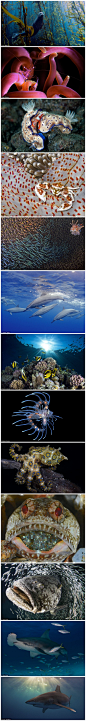 平常如水美国迈阿密大学罗塞斯蒂尔海洋与大气科学学院2013年年度水下摄影比赛获奖作品新鲜出炉。获奖作品有菲律宾的海葵虾，洪都拉斯的狮子鱼，巴哈马群岛的“世界上最危险的”鲨鱼等。摄影师凯勒-麦克伯尔尼的作品"斑海豹巨藻丛中嬉戏"，获得水下摄影比赛总冠军（本组首张图片）。