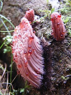 Slime mould, Stemoni...