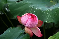 夏天夏季夏日荷花盛开荷叶莲蓬花卉壁纸美景图片下载