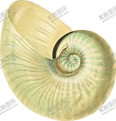 贝壳手绘写实 【酷图网】png,免扣海螺,免扣贝壳,贝壳,扇贝,海扇蛤,设计,生物世界