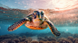 遨游的海龟海洋动物摄影图片