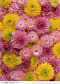 植物背景-漂亮的彩色菊花