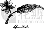 清新,水果,Aglaonema,动物手,有营养的,自然,图像,矢量,绘制,吃