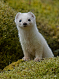 Photograph Stoat in Winter Coat by Haakon Nygård on 500px