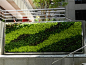 Green Wall (Vertical Garden) design outside office building: 