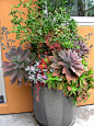 Container packed with succulents and a Flying Dragon Citrus (by anniesannuals)
