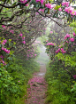 Beautiful Places / Spring, Craggy Garden, North Carolina photo via kris