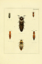 昆虫图鉴●甲虫