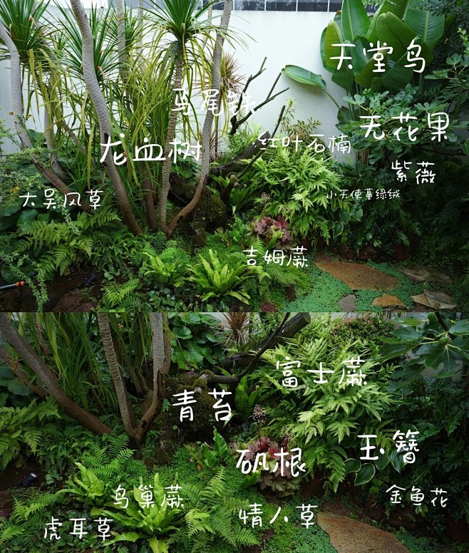 植物配置实景 (102)