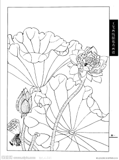 backspacej采集到线稿