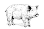 猪插画矢量图设计素材