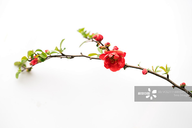 红色海棠花白底设计素材_创意图片