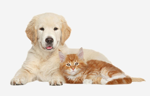白色可爱坐着躺着小狗小猫动物免抠素材_元...