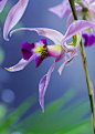 ~~Laelia anceps Linfl. ~ orchid by nobuflickr~~ 兰花
