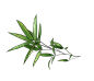 中国风卡通手绘绿色竹子水墨竹叶竹节