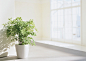 室内绿色植物盆栽高清图片