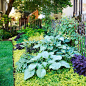 Creeping Jenny has spread throughout this garden bed to create the perfect carpet of chartreuse. Great selection for light shade areas.: 