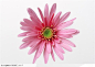 花卉造型-一朵粉色菊花