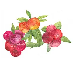 水彩 杨梅 手绘