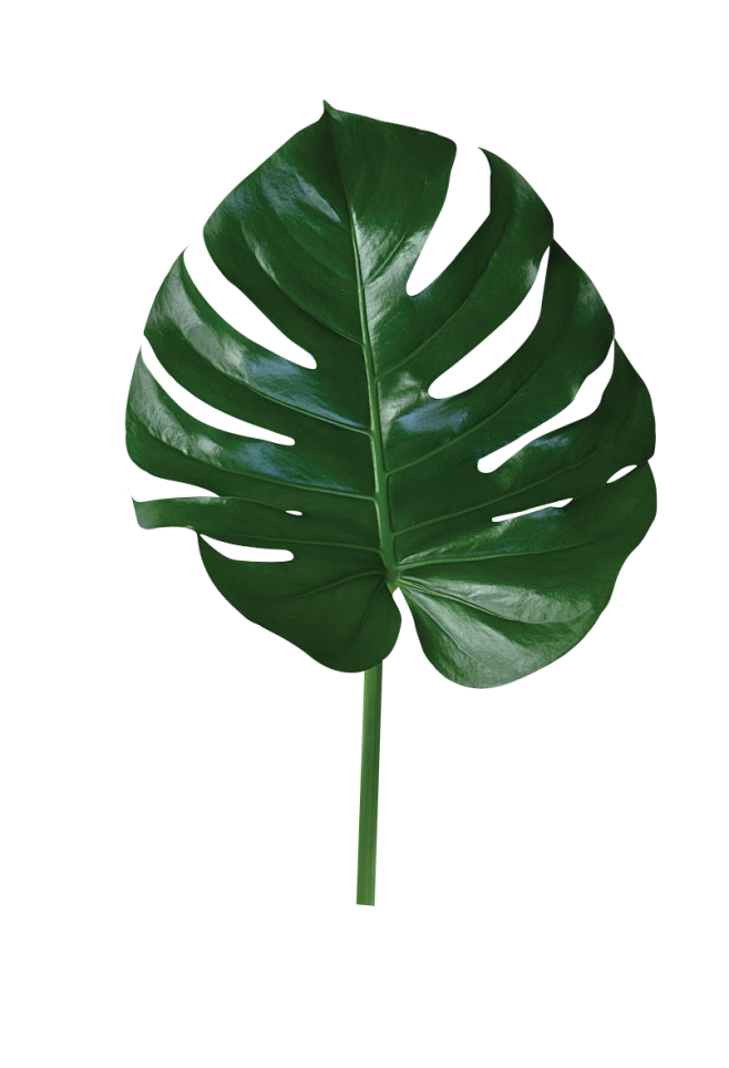 绿色叶子  热带植物 PNG素材