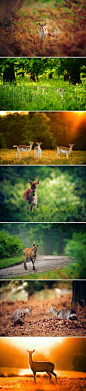 遇见森林里的精灵鹿。（Andrew Evans/图）