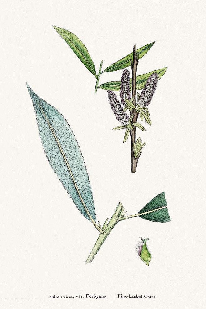 植物八