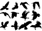 飞翔的乌鸦矢量素材-动物-素材库-素材下载