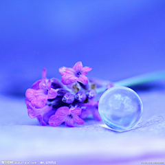 森与雨露采集到╰☆╮薰衣草