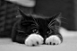 cat、猫、包子脸、萌宠、萌