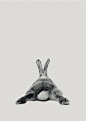 动物系列 摄影 兔子