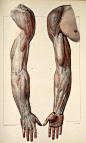 Inspirational Artworks: ANATOMY IMAGES arms muscles anterior, posterior: 