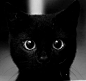 黑猫是不同于猫的另一种喵星球生物。