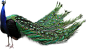 孔雀免抠 PNG 素材 孔雀羽毛