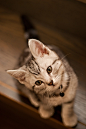 猫咪<a class="text-meta meta-tag" href="/search/?q=萌">#萌#</a>