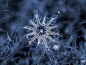 今日“大雪”！送你几种美丽的“雪中之花”…_大全 : 现在，和宠派养花大全小编一起来欣赏几种美丽的“雪中之花”，给生活再多一点惊喜吧！ 在寒冷的冬季，由于室内外温差很大，室内空气中的水蒸气或小水珠接触到冰冷的玻璃，就会在上面结成不可复制的物理几何状态的冰，形…