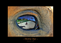 Horse Eye by ~UnUnPentium115 on deviantART