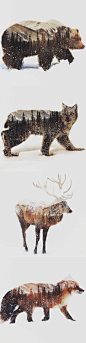 Norwegian artist Andreas Lie uses double exposure photos to capture the essence of animals in arctic landscapes.: 