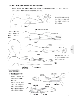 无敌小喷泉采集到人体结构肌肉