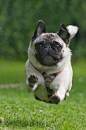Pug puppies among the Top 5 Cutest Puppy Breeds :)