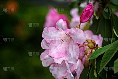 五月的杜鹃花盛开(杜鹃花)