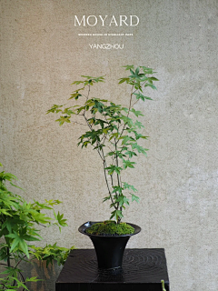 发烧37度半采集到造景