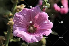 蜀葵 花 美丽的花朵 自然 植物 颜色粉色 花园 花壁纸 园艺