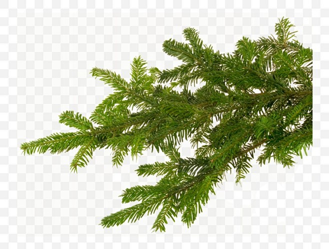 松树的叶子图片(松树的叶子图片大全)