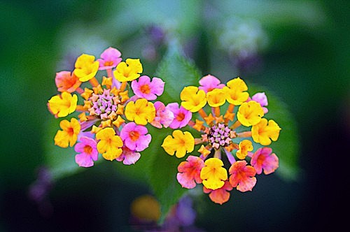 #花瓣爱摄影#