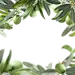 [美工云]橄榄树叶免抠_PNG：
