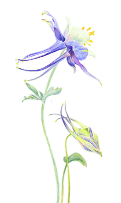 Amaranth2003采集到耧斗菜 Aquilegia