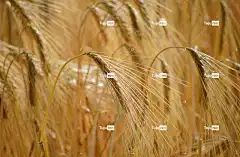 大麦田 4K壁纸 全高清壁纸 粮食 Mac壁纸 玉米地 麦田 农业