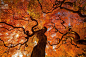 Photograph Autumn Tree by Danny Dungo on 500px