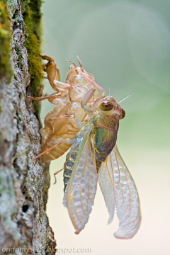 Canonball采集到生物